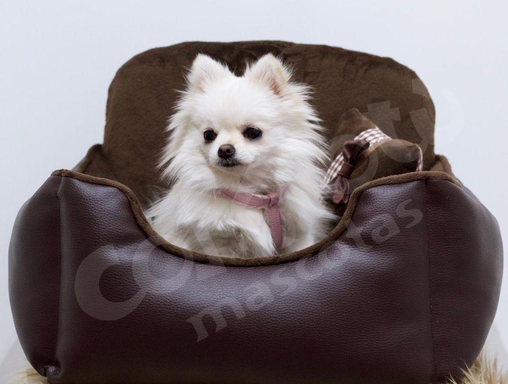Comprar Funda para asiento de coche para perros, tapete impermeable para asiento  trasero, tapete para perro extraíble, diseño multifuncional
