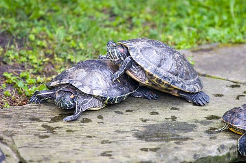 REPTILES